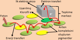 Işığın bir fotosistem tarafından toplanması